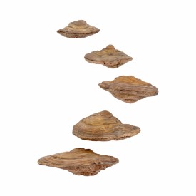 S/5 5/6/7/8/9 Fungi Mushroom Wall Decor, Natural