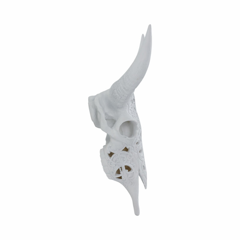 Carved White Bull Skull 17.75 Kd