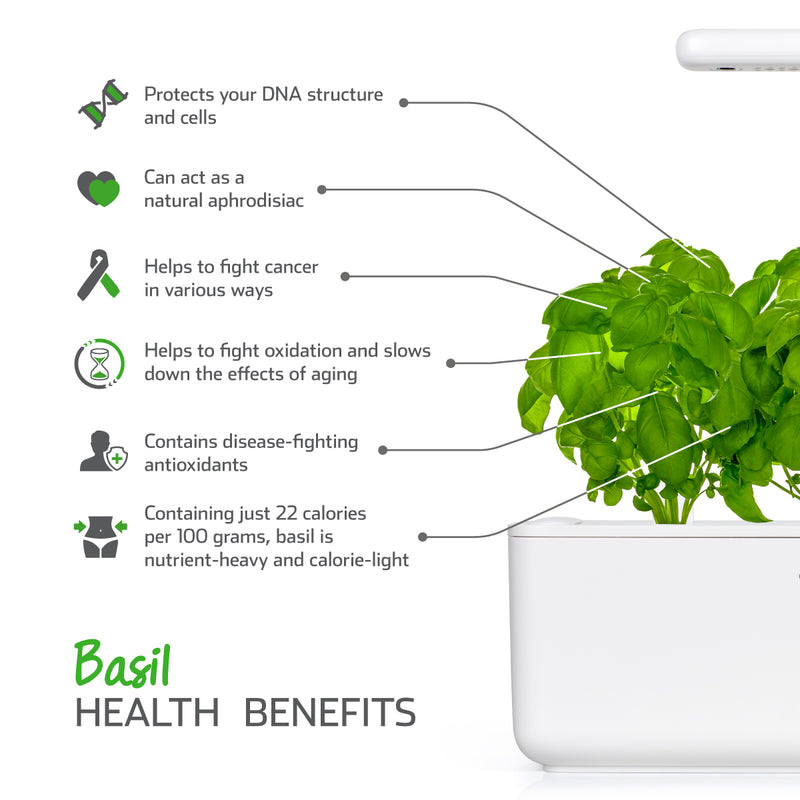 Click & Grow Seeds  Basil