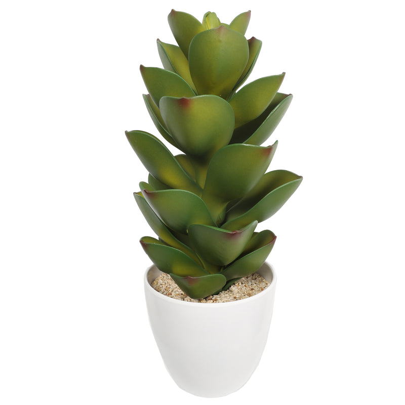 Succulent plants in plastic pot