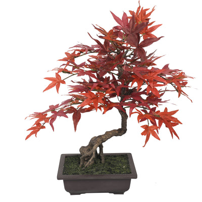 Nice Potted Red Maple 53CM Indoor