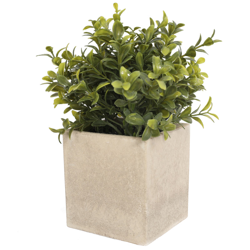 Potted Boxwood 21CM with Square Planter