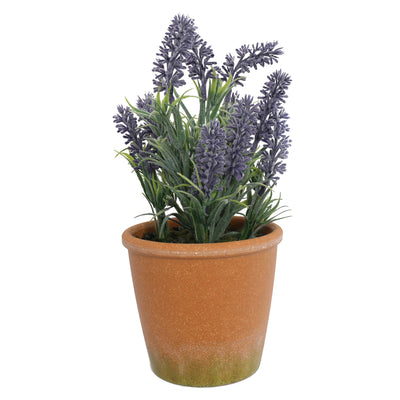 Potted Mini Lavender Plants 29CM