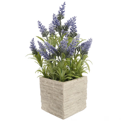 Potted Mini Lavender Plants 36CM