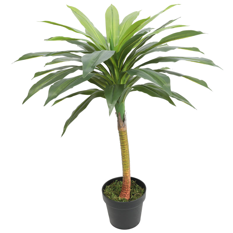 DRACAENA FRAGRANS 75CM