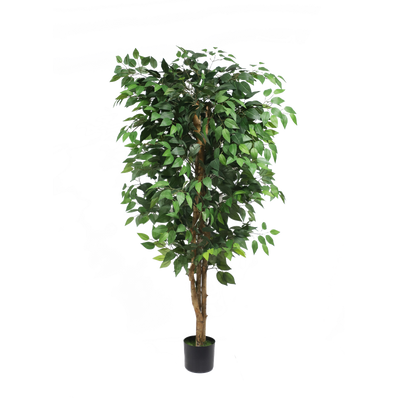 Ficus tree - 150cm