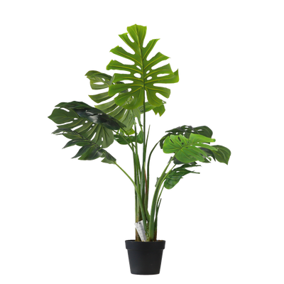 Monstera - 110cm