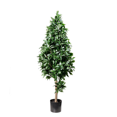 Laurel tree topiary