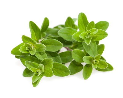 Click & Grow Marjoram