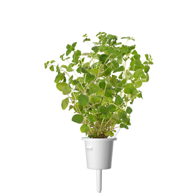 Click & Grow Seeds  Oregano