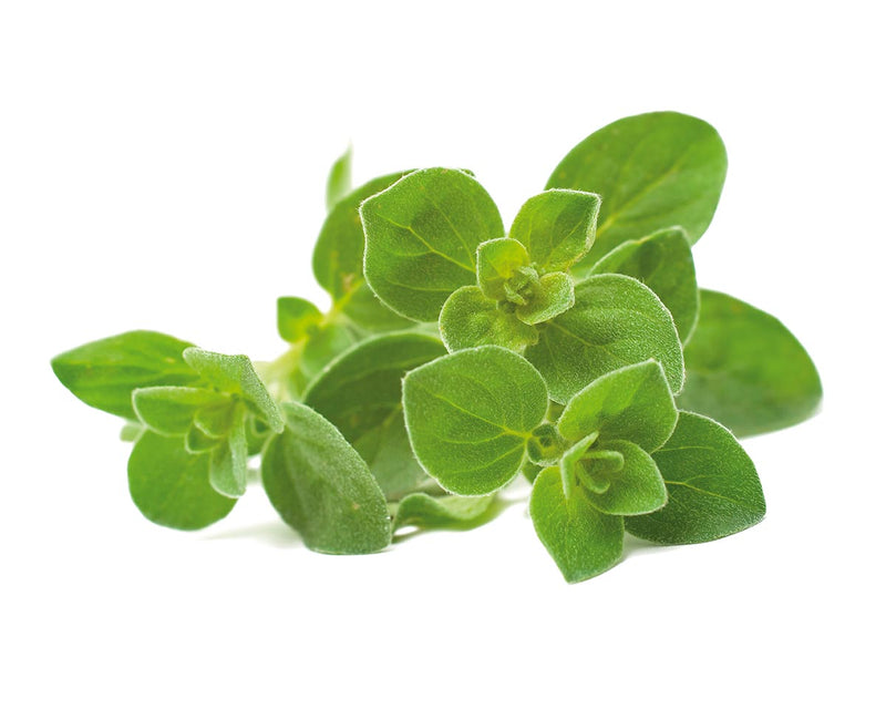 Click & Grow Seeds  Oregano