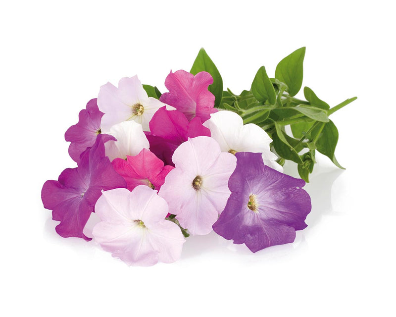 Click & Grow Seeds Petunia