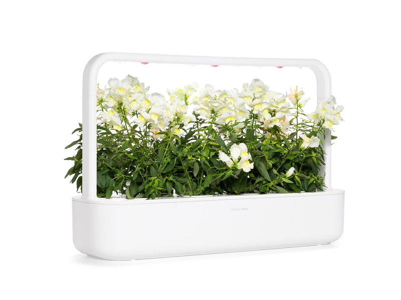 Click & Grow White Snapdragon / 3-pack