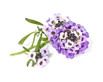 Click & Grow Sweet Alyssum / 3-pack