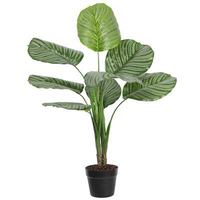 Premium Calathea Rotundifolia 90CM