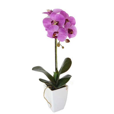 Potted Butterfly Orchid 52CM Height Red Color