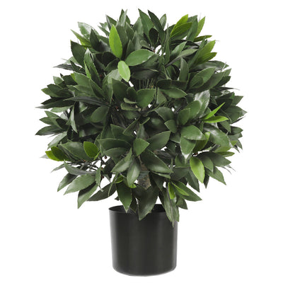 Bay Laurel Tree 67CM