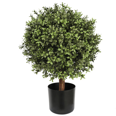 Buxus Ball Tree with Short Trunk  65CM