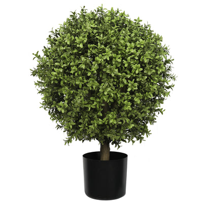 Buxus Ball Tree with Short Trunk  75CM