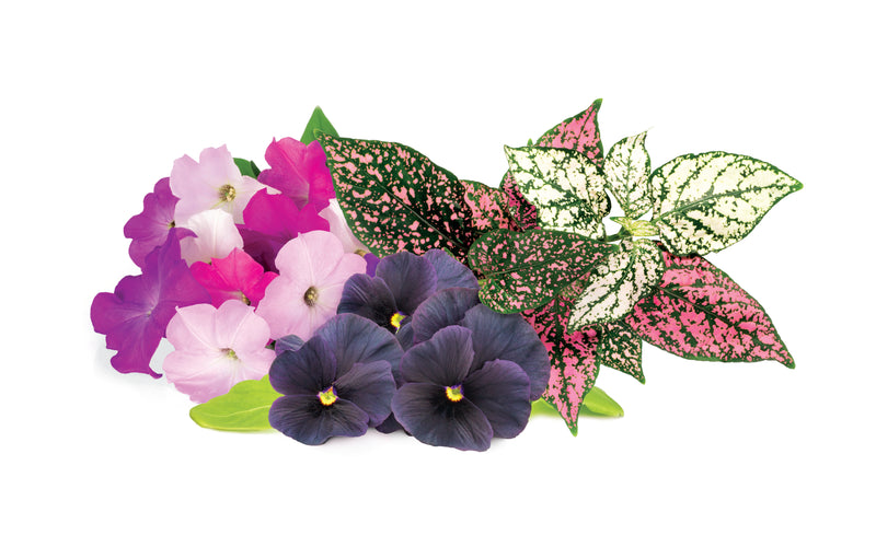 Click & Grow Vibrant Flower Mix