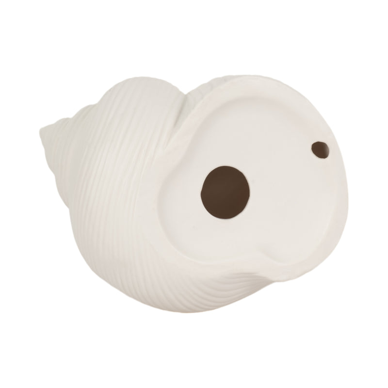 6 Bonnet Seashell, White