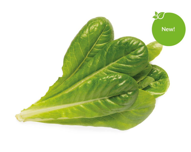 Click & Grow Seeds Romaine Lettuce