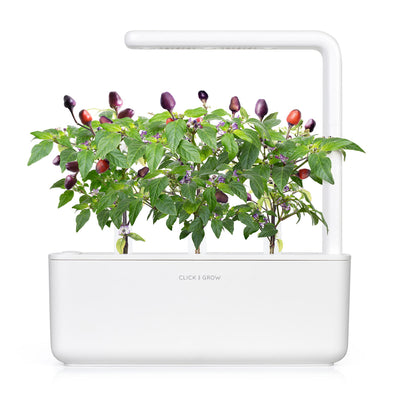 Click & Grow Seeds Purple Chili Pepper