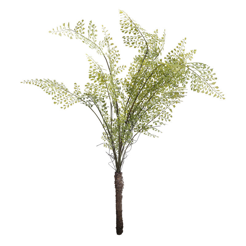 Evergreen Plant (6570969366624)