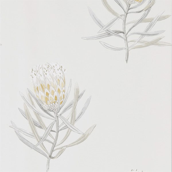 Protea Flower