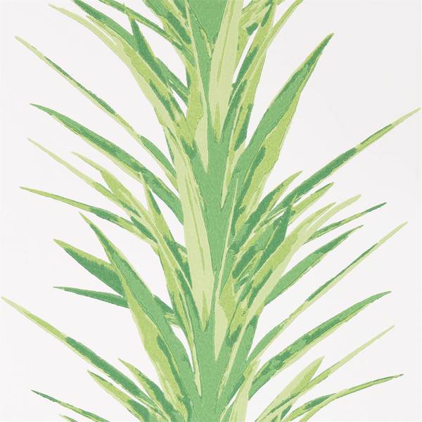 Yucca