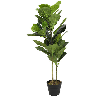 Fiddle Leaf Fig Tree 2T 52LVS (6646806052960)